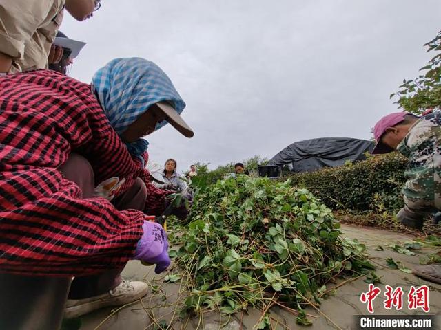 新疆兵团：农业科研成果转化丰硕